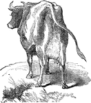 An illustration of a female cow also known as a heifer.