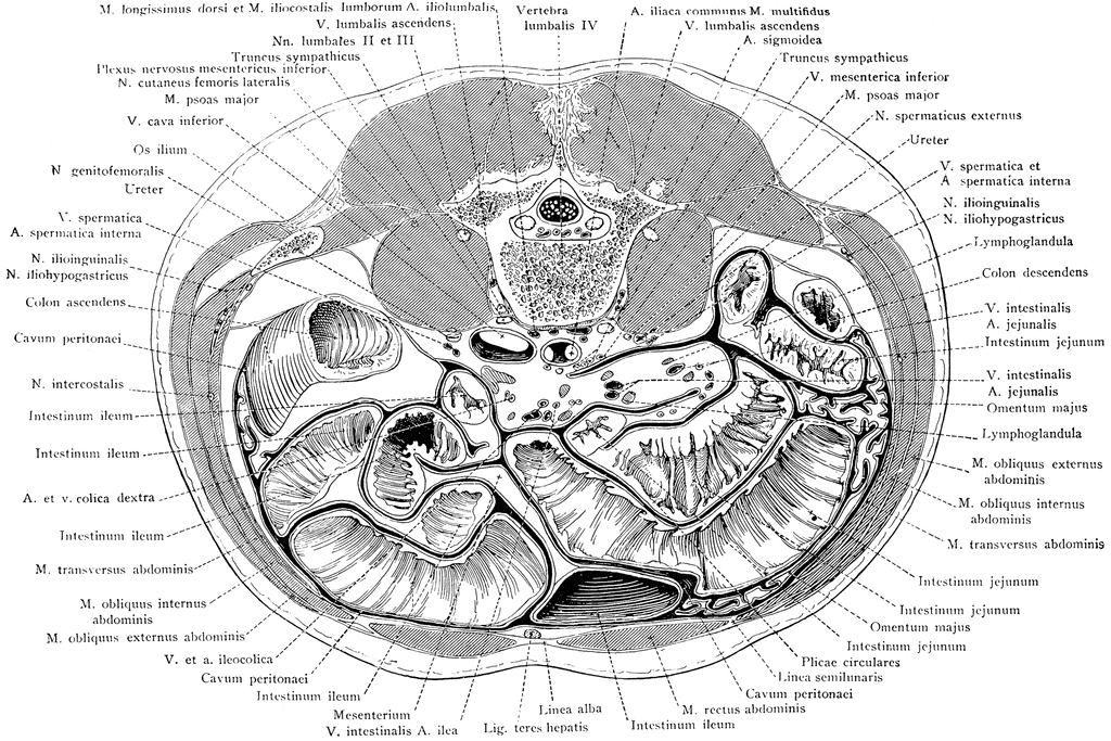 Пуповина строение. Пупочное кольцо анатомия строение. Пупочная область топографическая анатомия. Строение пупка в разрезе.