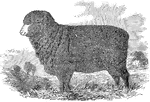 An illustration of a Merino ewe.