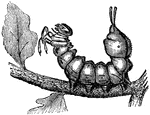 "The caterpillar of the [Lobster Moth] presents a strange appearance, though the moth has nothing remarkable about it."