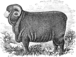 An illustration of a Merino ram.