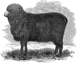 An illustration of a Paular ewe.