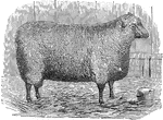 An illustration of a sheep