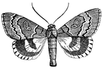 "The <em>Noctuina</em> are a group of Lepidoptera of middling size, generally found in woods, meadows and gardens, where their caterpillars have lived. They seldom fly till about sunset, or during the night."