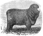 An illustration of a Spanish merino ewe.
