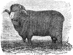 An illustration of a Spanish merino ram.