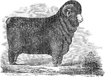 An illustration of a Spanish merino ram.