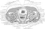 Section through the pubic symphysis.
