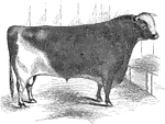 An illustration of a five year old short horn bull.