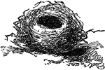 A bird's nest.