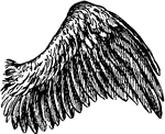 A wing of a bird.