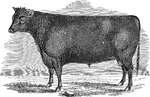 An illustration of a Devon bull.