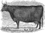 An illustration of a Devon cow.