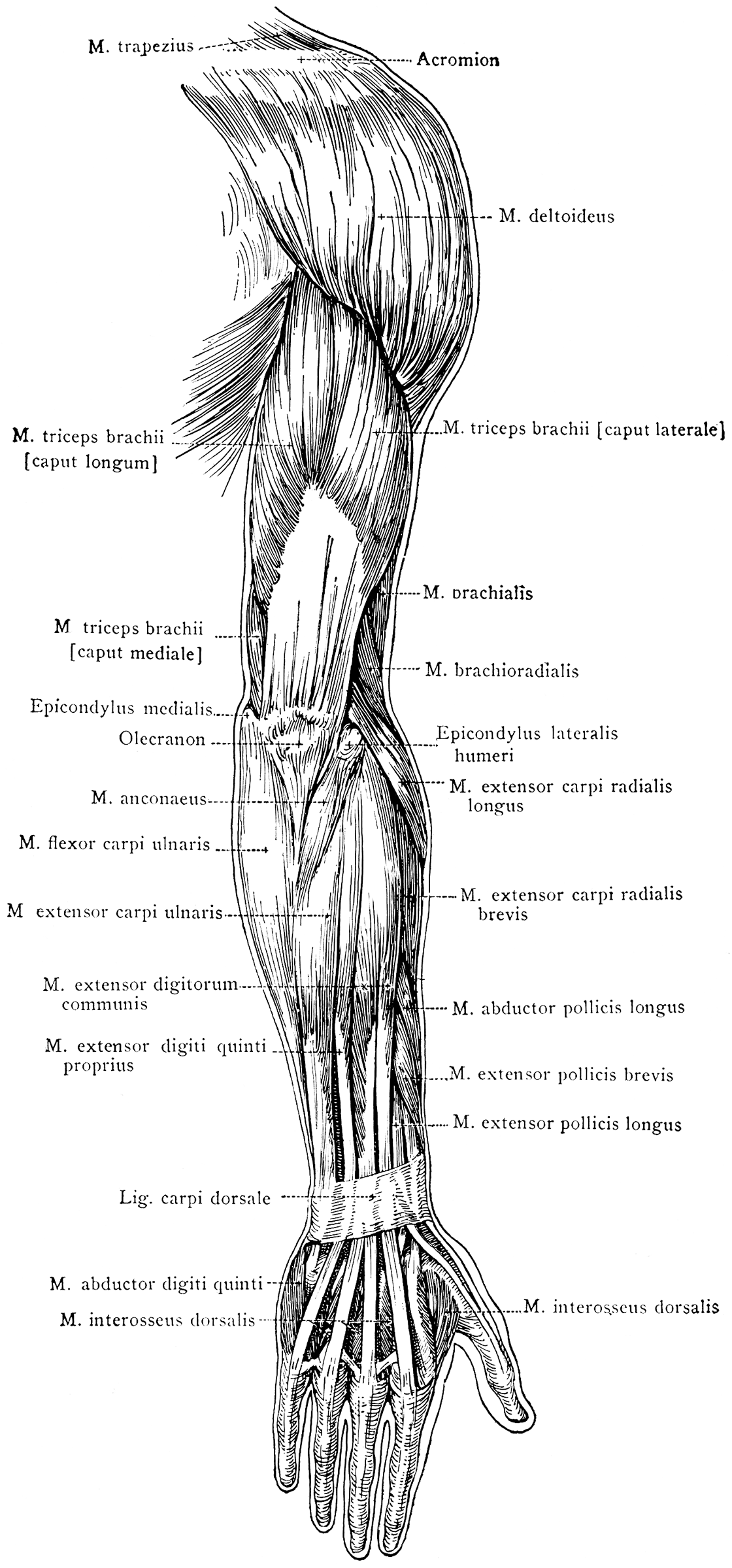 Posterior View of the Superficial Muscles of the Arm ...