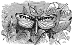 "The <em>Pyralina</em> contains the smallest nocturnal Lepidoptera, and nearly all those tiny species which flutter around our lights in the evening."