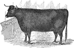 An illustration of a Devon heifer.