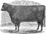 An illustration of a short horned heifer.
