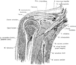 Frontal section of the right shoulder through the middle of the humeral head. Section passes through the subclavian artery and brachial plexus, but not through glenoid cavity of the scapula, which lies posterior to the plane of section.