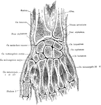Frontal section of the wrist and hand.