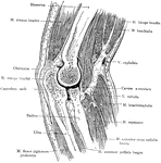 Sagittal section of the right elbow, with the arm in pronation.