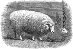 An illustration of a cross bred sheep. The sheep is a combination of a cotswold and a leicester.