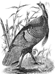 An illustration of a wild turkey.