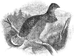 An illustration of a ruffed grouse.
