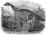 An illustration of a pinnated grouse.