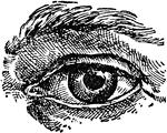The eye and eyebrow of a person's face used for seeing.