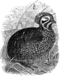 An illustration of a standing massena partridge.