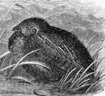 An illustration of a sitting massena partridge.