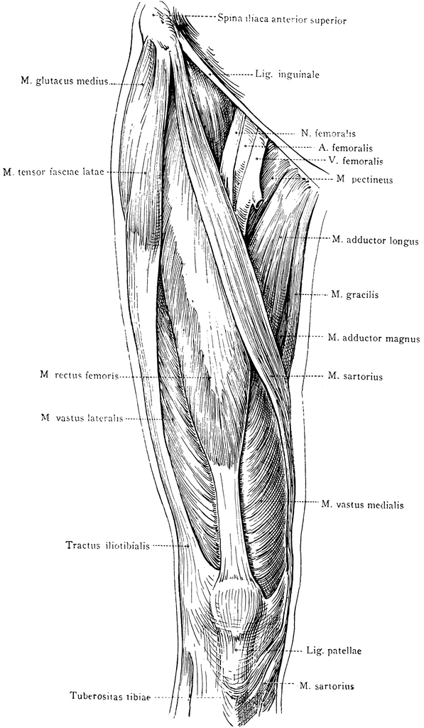 Anterior View of the Superficial Muscles of the Thigh ... human anatomy labeled diagrams 