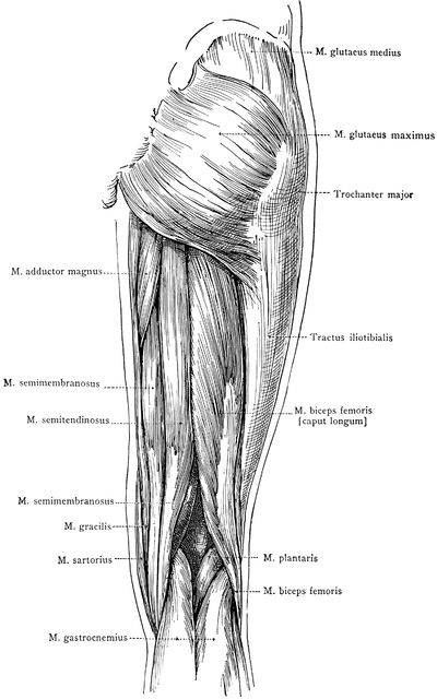 Posterior View Of The Superficial Muscles Of The Thigh Clipart Etc