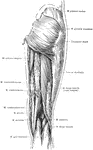 Superficial muscles of the right thigh, posterior view.