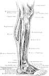 Superficial muscles of the right leg, lateral view.