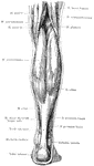 Superficial muscles of the right leg, posterior view.