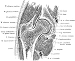 Frontal section through the right hip joint, viewed from in front.