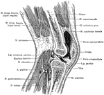 Sagittal section of the right knee, viewed from the outer side. The joint cavity proper lies to each side of the anterior crural ligament.