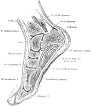 Sagittal section of the foot and ankle passing through the great toe.