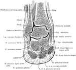 Frontal section of the right ankle and foot. Viewed from in front.