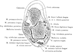 Section through the external malleolus.