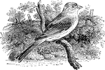 The Yellowhammer from Thomas Bewick's wood engraving in 'The Land Birds.'