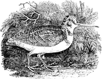 The Woodcock from Thomas Bewick's wood engraving in 'The Water Birds.'