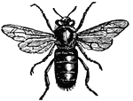 "The males are larger and more hairy than the working bee, emitting a sonorous and buzzing sound, have no palettes on their legs, the hairs on their tarsi are not appropriate to the work of gathering, their mandibles are sharper, and they have no sting like that with which the working bee is provided."