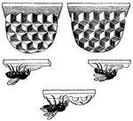 "Each cell forms a small, hexagonal cup, closed on one side only by a pyramidal base. These bees always accommodate themselves to the nature of the hive."