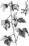 An illustration of poison ivy.
