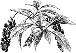 An illustration of poke weed.