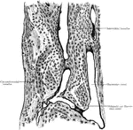Longitudinal section of compact bone, ground and dried.
