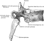 Sixth thoracic vertebra from side.