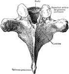 Sixth thoracic vertebra from behind.